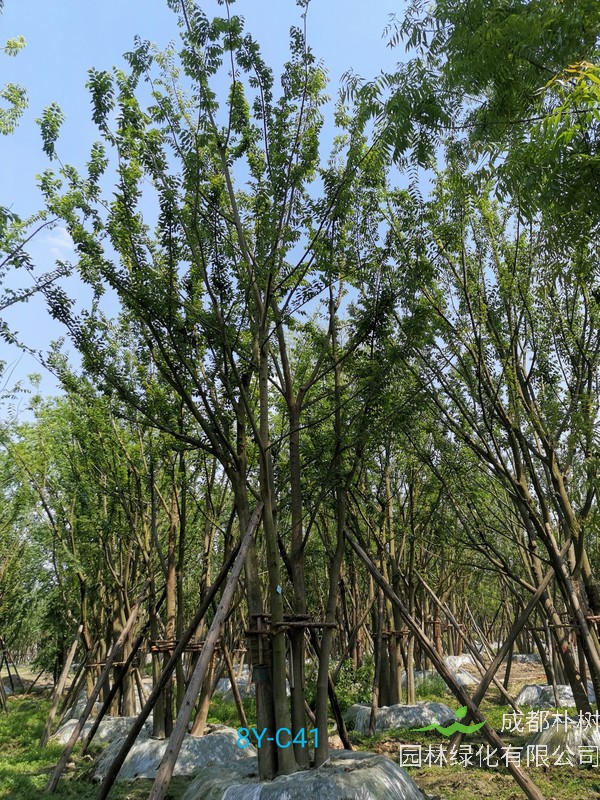 丛生朴树原产地属于那个省？