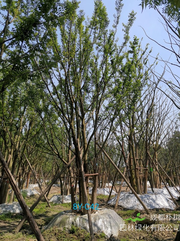 丛生朴树一年能长多少公分？