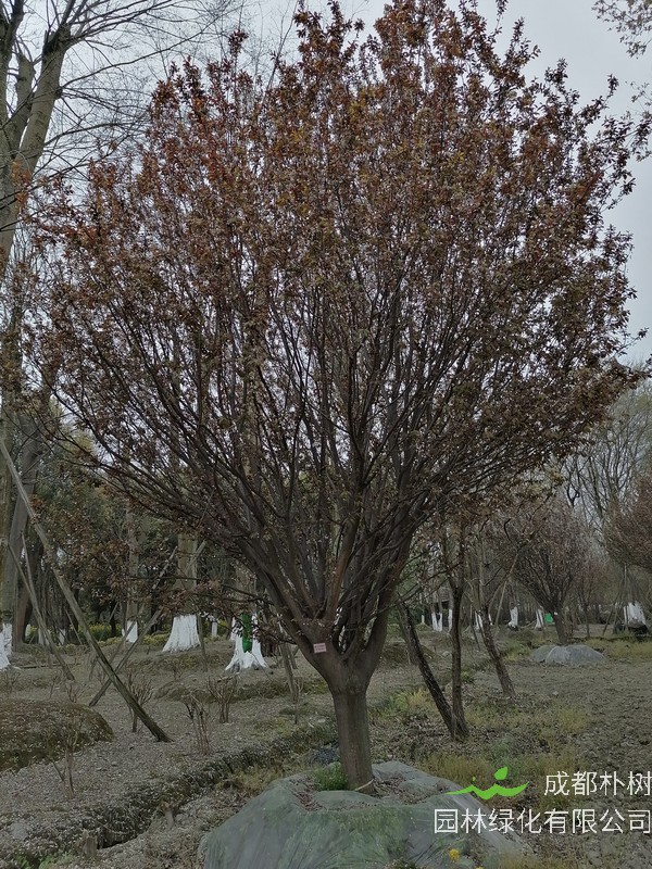 红叶李的果实几月份成熟？