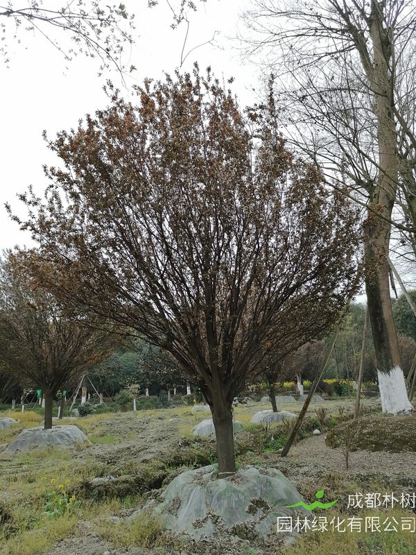 红叶李可以吃吗？