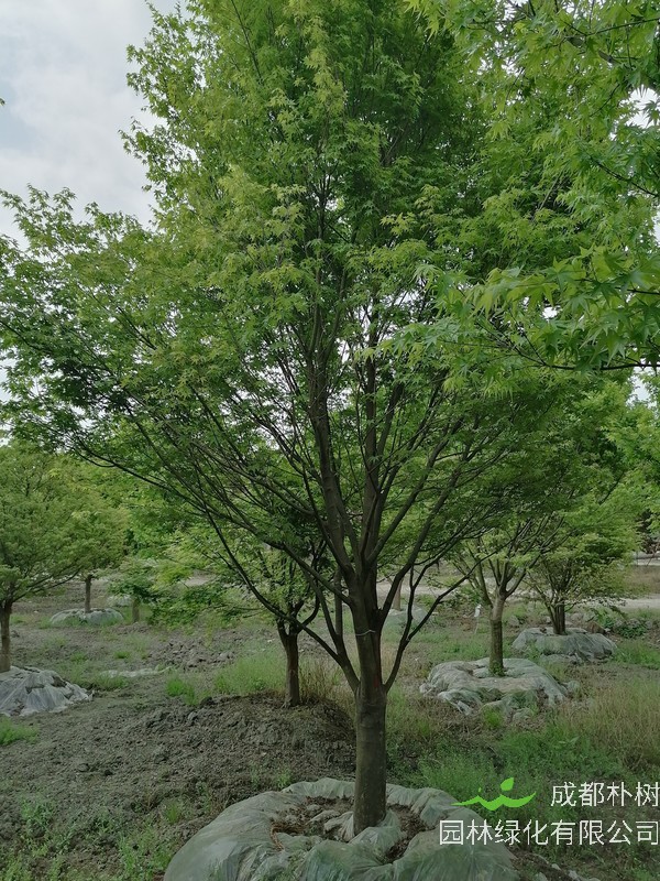 鸡爪槭和红枫的区别有哪些?