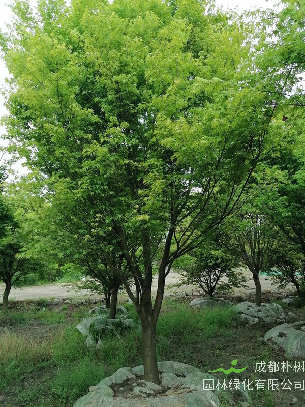 鸡爪槭的树叶几月变红？