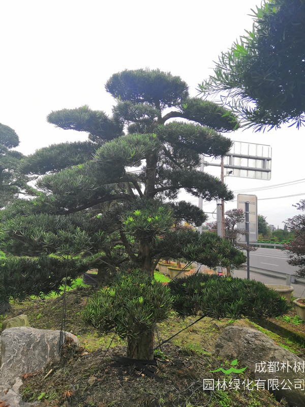 罗汉松的拉丁学名是什么？