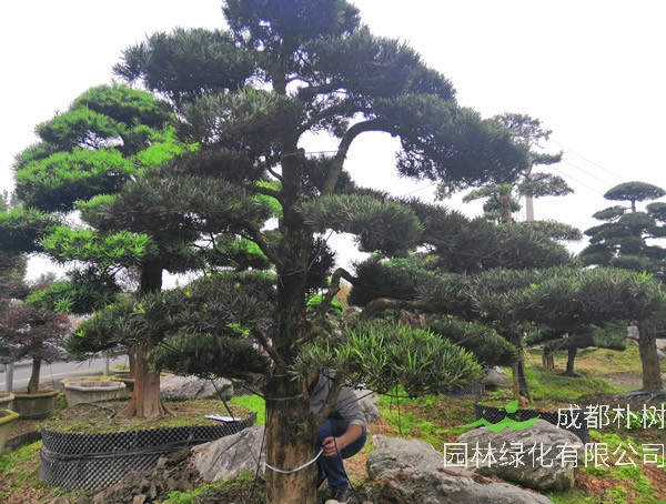 罗汉松的老叶怎么摘？