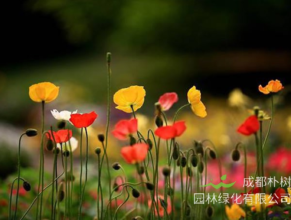 漂亮的虞美人有毒吗？