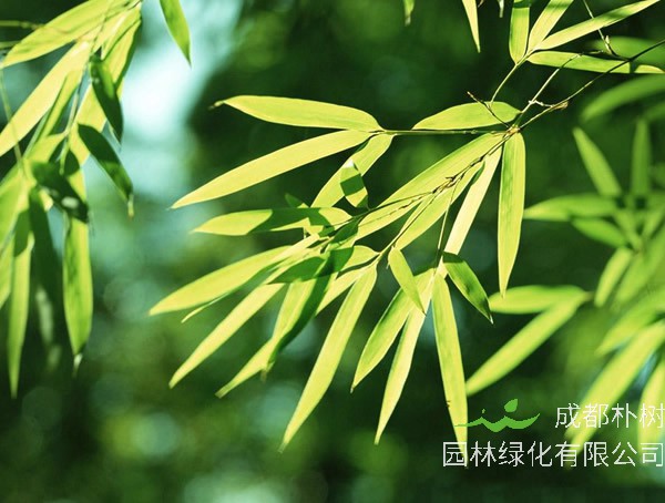 竹子是什么类型的植物？