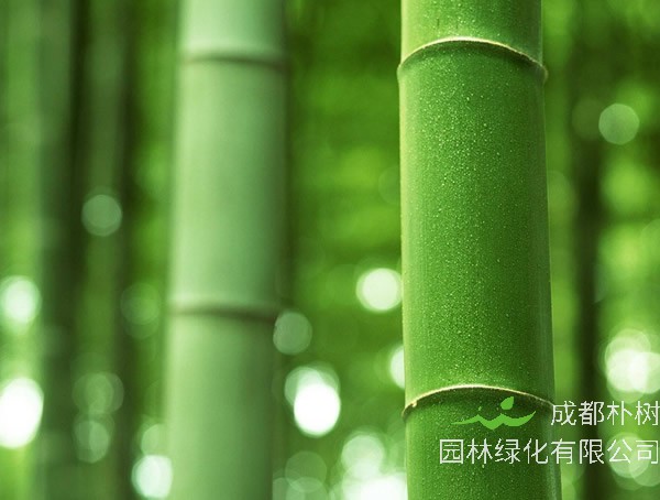 竹子为什么是空心的？