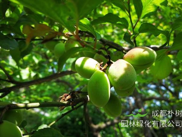 红梅能吃吗？对人体有什么好处？