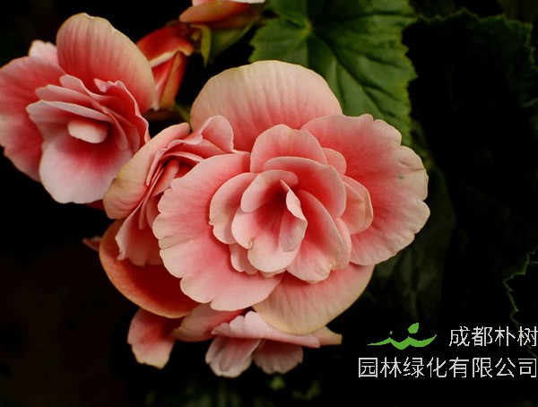 海棠耐高温吗？要怎么防护？