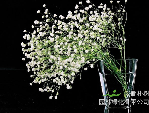 满天星怎么养？