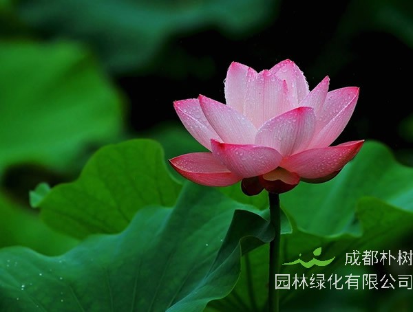 荷花的寓意和象征意义是什么？