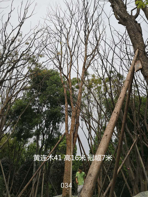 黄连木是常绿还是落叶苗木，有哪些特征？