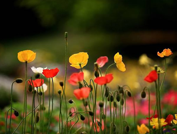 漂亮的虞美人有毒吗？