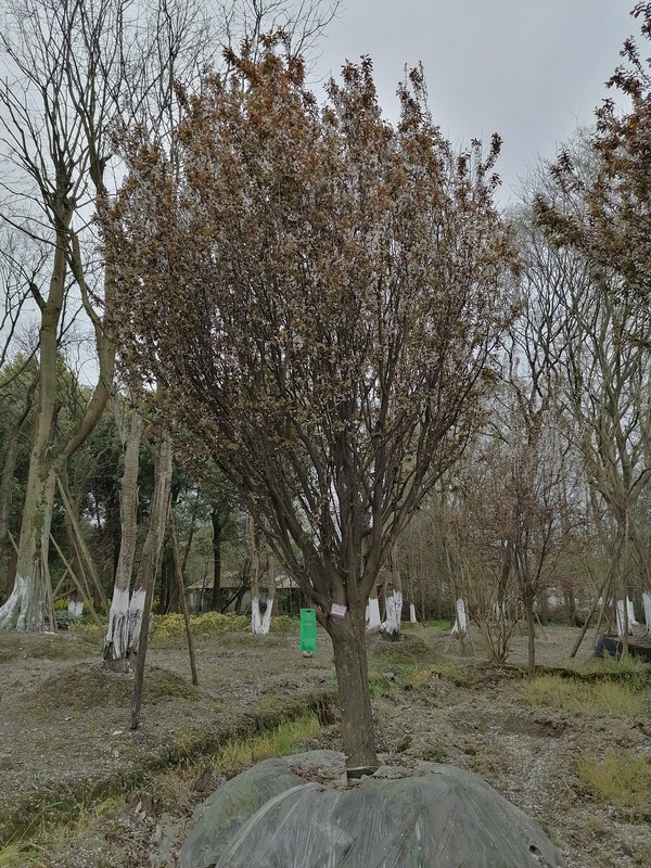 红叶李流胶病防治方法有哪些？