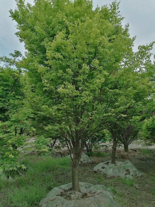 鸡爪槭修剪的最好时间是什么时候？