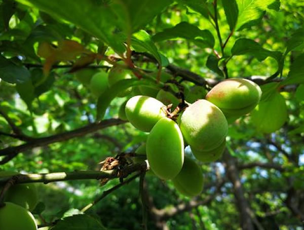 红梅能吃吗？对人体有什么好处？