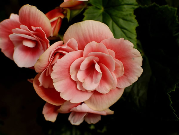 海棠耐高温吗？要怎么防护？