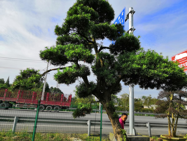 罗汉松的名贵品种有哪些？