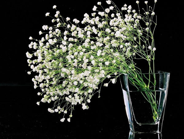 满天星怎么养？