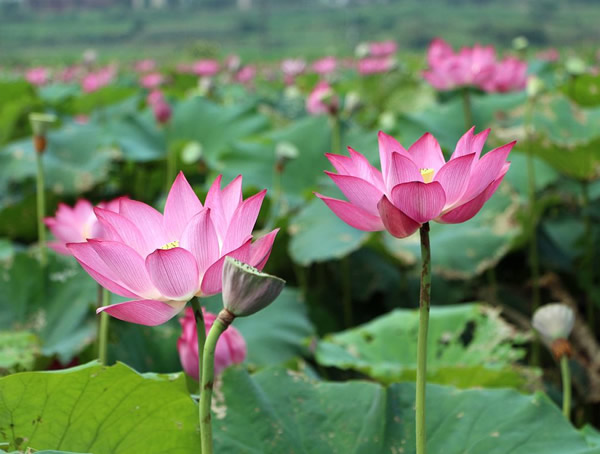 详解荷花如何种植与管理？