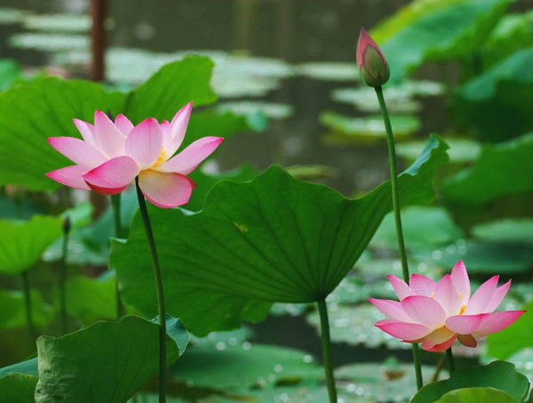 盘点荷花特征有哪些？