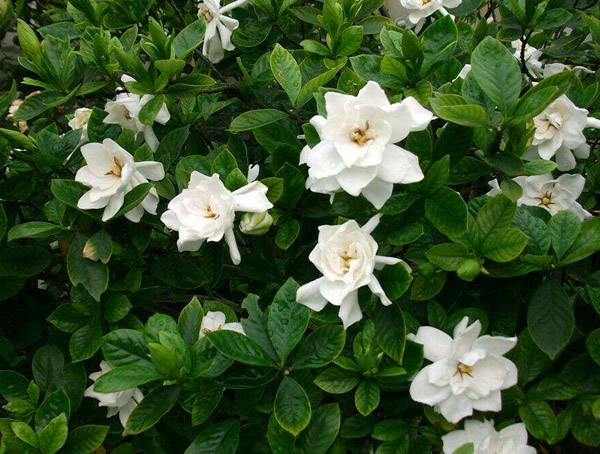 栀子花缺铁怎么补？