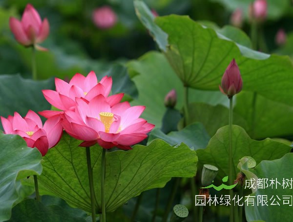 新栽种的荷花如何施肥？