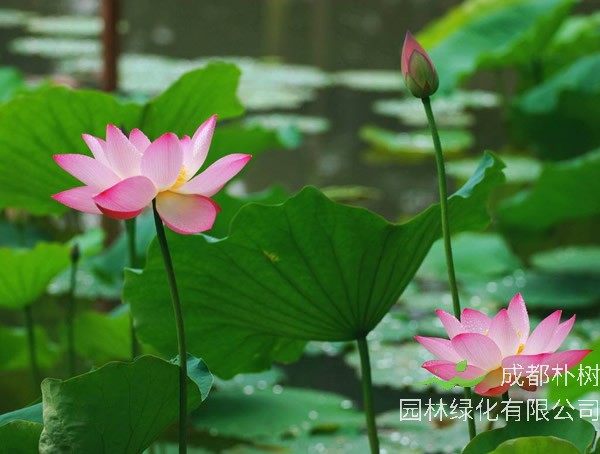 盘点荷花特征有哪些？