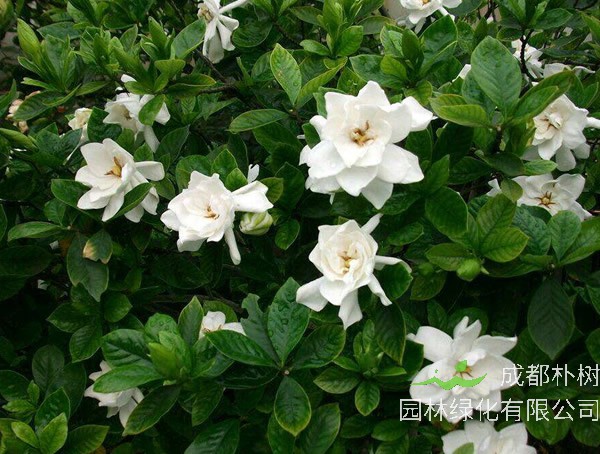 栀子花缺铁怎么补？