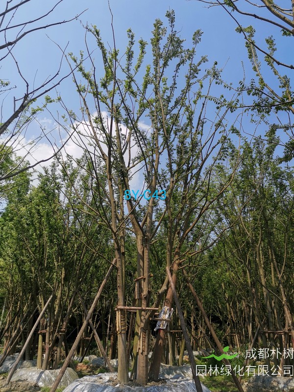 丛生朴树拼栽方法有哪些？