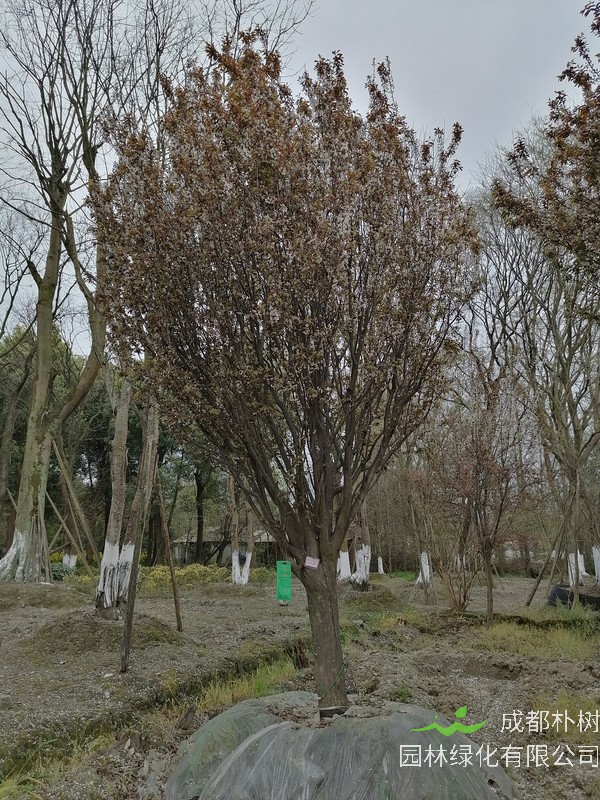 红叶李流胶病防治方法有哪些？