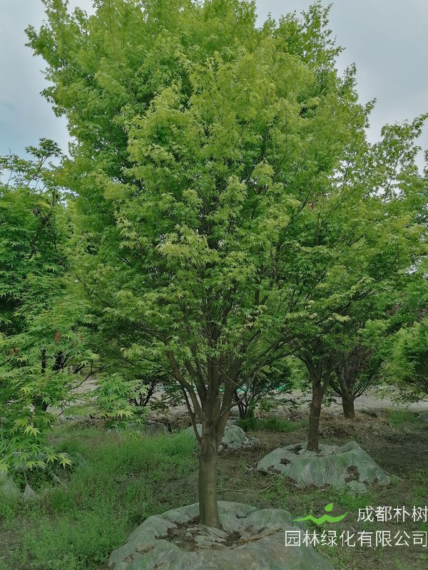 鸡爪槭修剪的最好时间是什么时候？