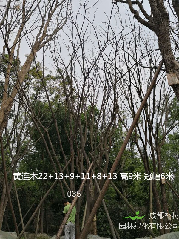 黄连木分几种，分别是哪些种类？