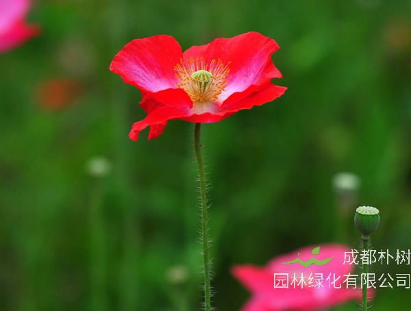 虞美人的花期是什么时候？