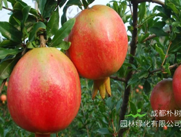 石榴的功效与作用有哪些？