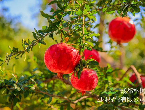 石榴树的寓意和象征有哪些？