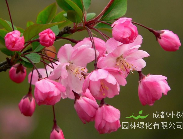 海棠能扦插吗？