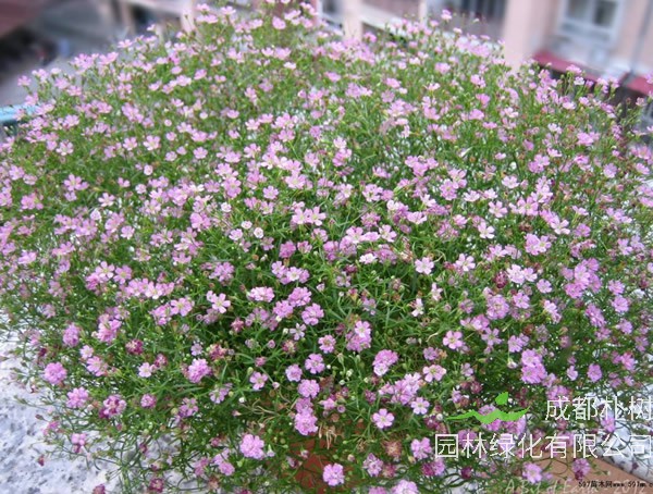 满天星的气味是什么味道？