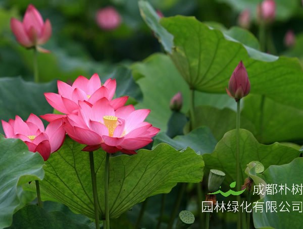 荷花能在家里养吗？