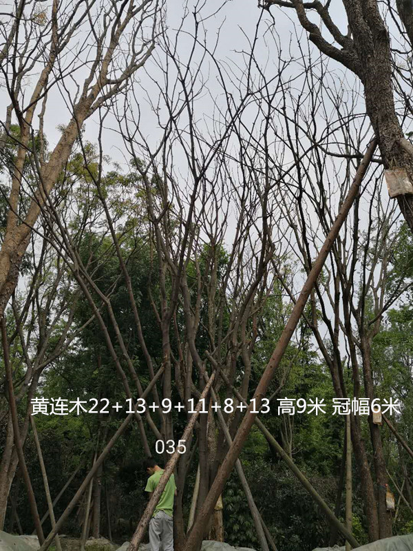 黄连木分几种，分别是哪些种类？