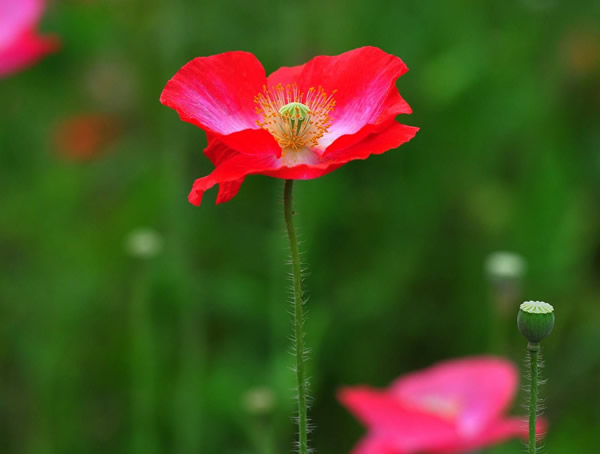 虞美人的花期是什么时候？