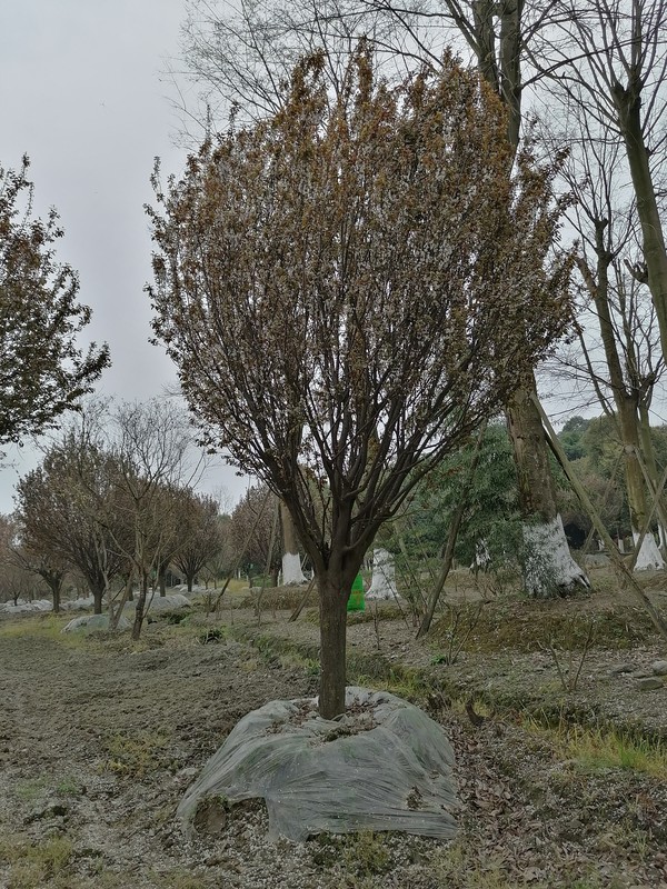 红叶李浇水过多有影响吗？