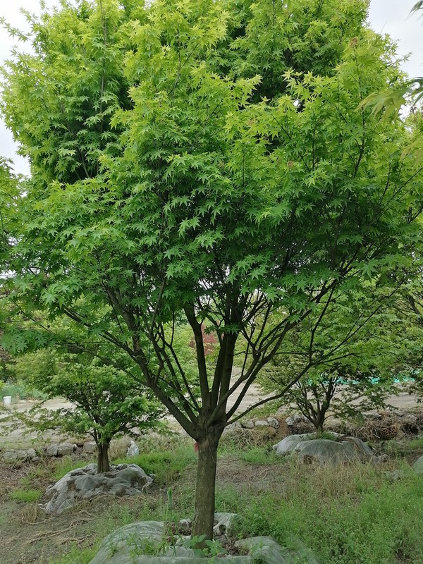 鸡爪槭在夏天是什么颜色？