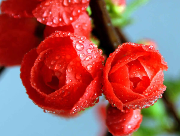 红梅能扦插吗？