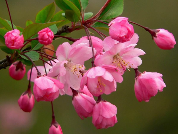 海棠能扦插吗？