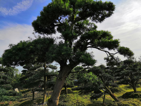 罗汉松能扦插吗？