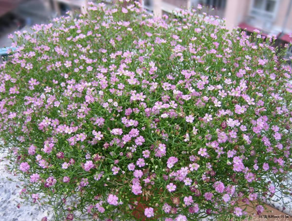 满天星的气味是什么味道？