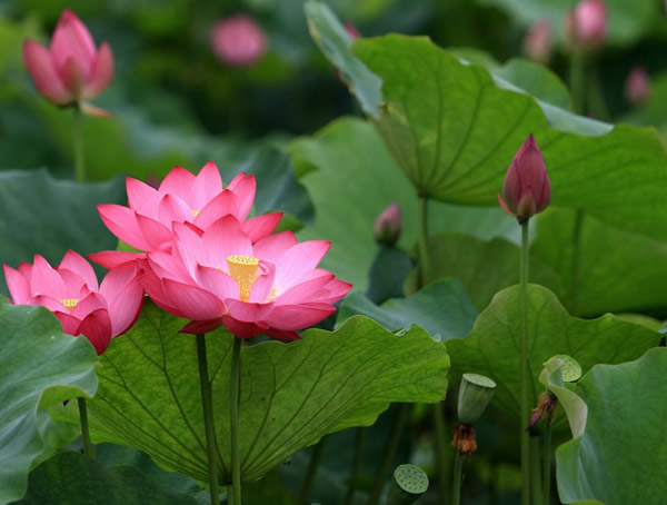 荷花能在家里养吗？