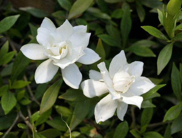 栀子花如何修剪？