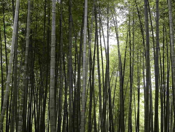 竹子为什么会开花？